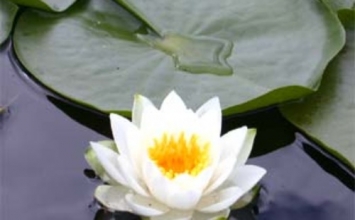 Vui trong đau khổ